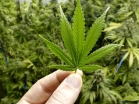 APRUEBAN REGULACIÓN DE LA MARIHUANA EN&nbsp;MÉXICO