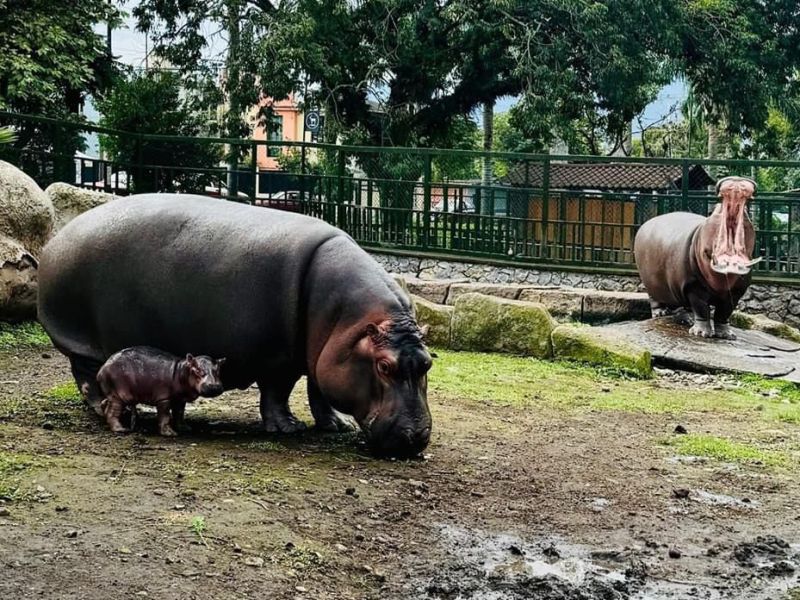 Nace hipopótamo en&nbsp;Orizaba